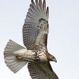 12SB6469 Red-tailed Hawk